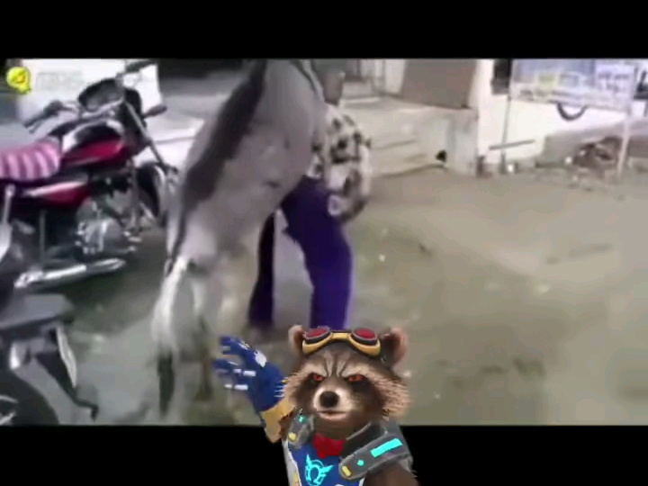 小浣熊