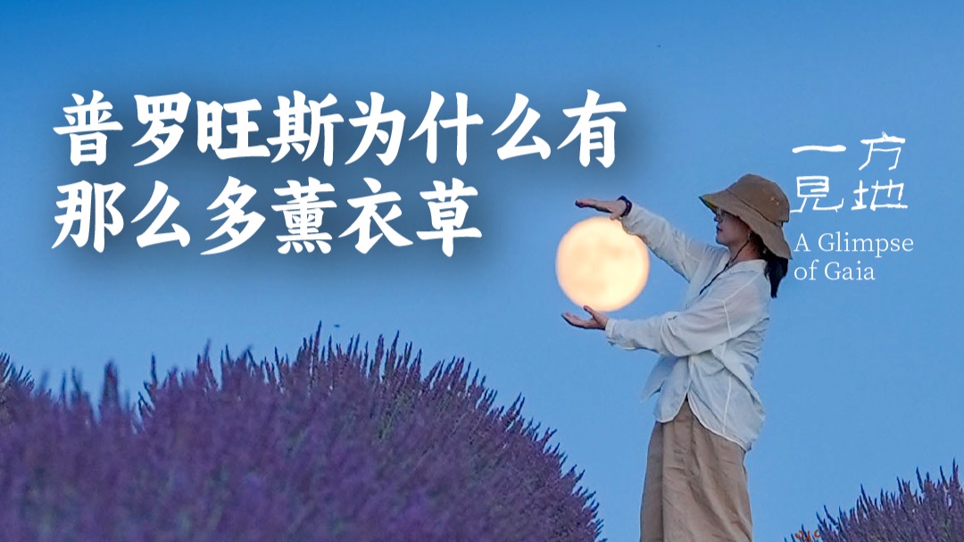 这次在普罗旺斯连跑了三个薰衣草观赏点