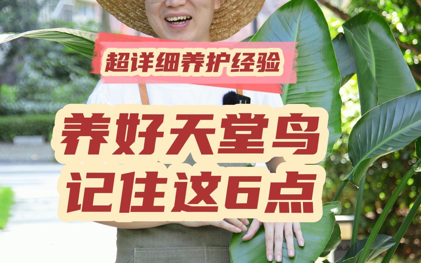 天堂鸟超详细养护经验：养好天堂鸟，记住这6点！
