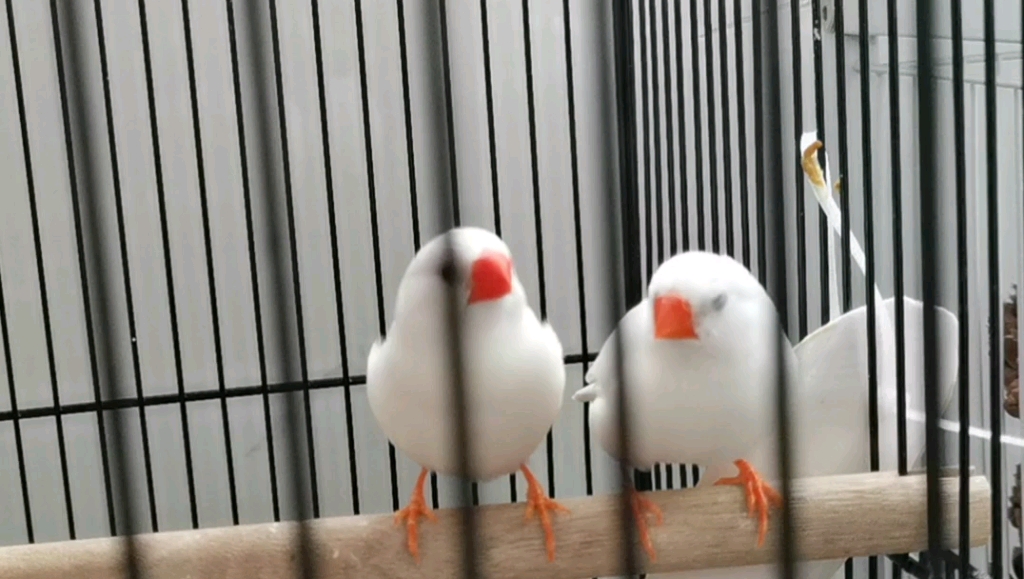 来听公珍珠鸟的鸣叫