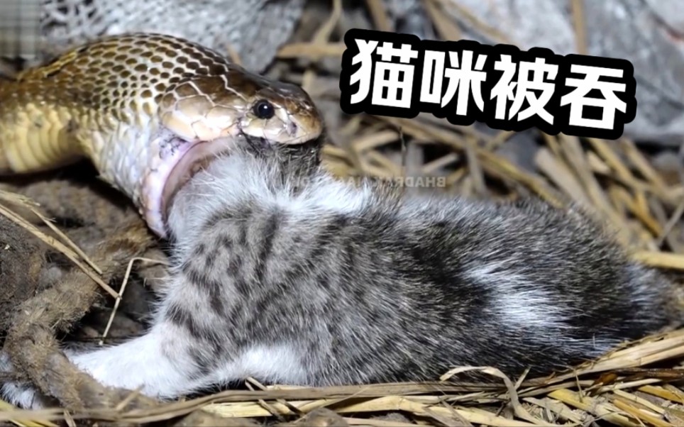 巨蟒吞食猫咪，可爱在饥饿面前一文不值#神奇动物#宠物#猫