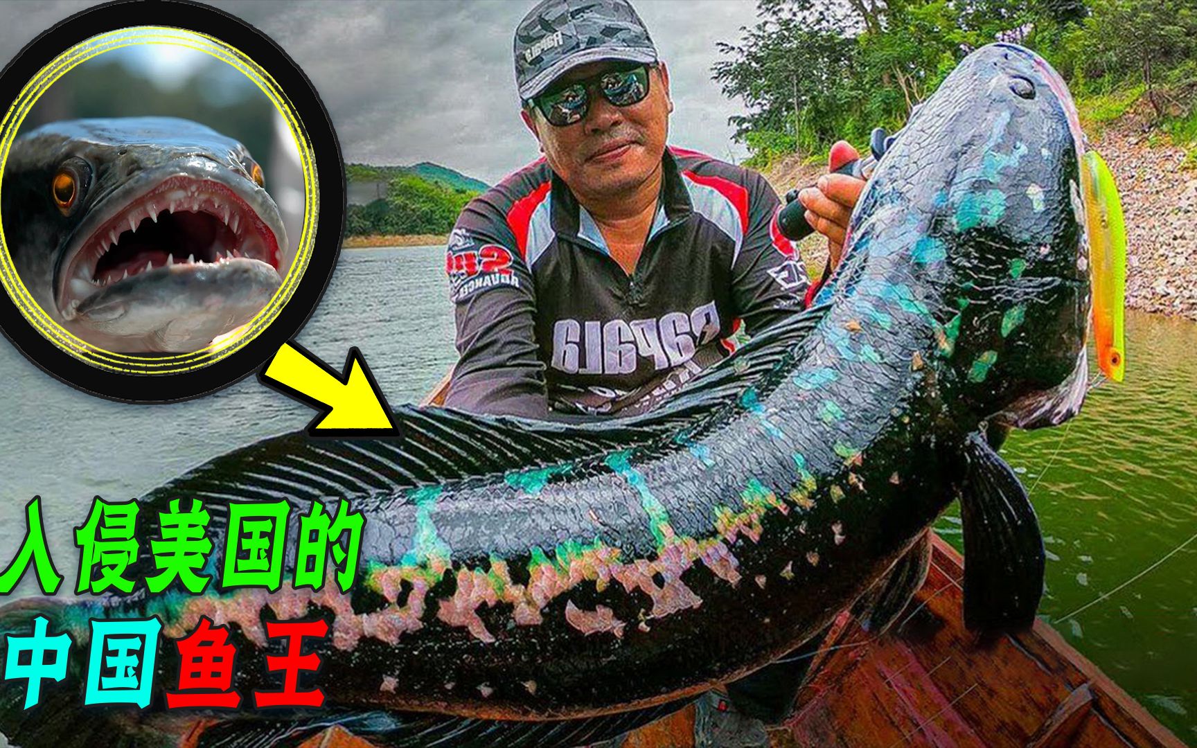 花费8亿都无法消灭的蛇头鱼，入侵美国，为何中国还大量养殖？