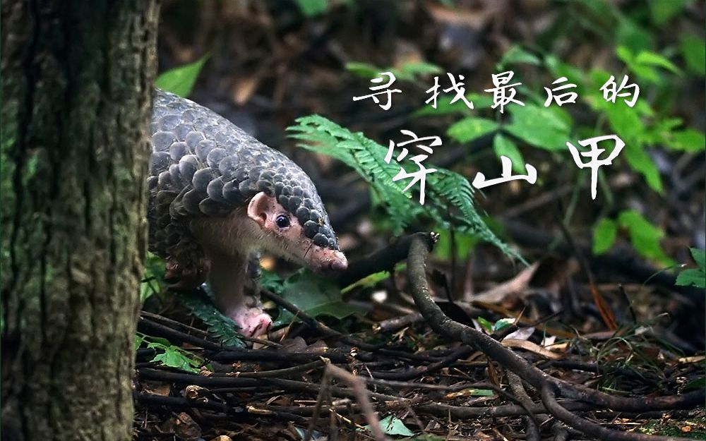 世界环境日《寻找最后的穿山甲》