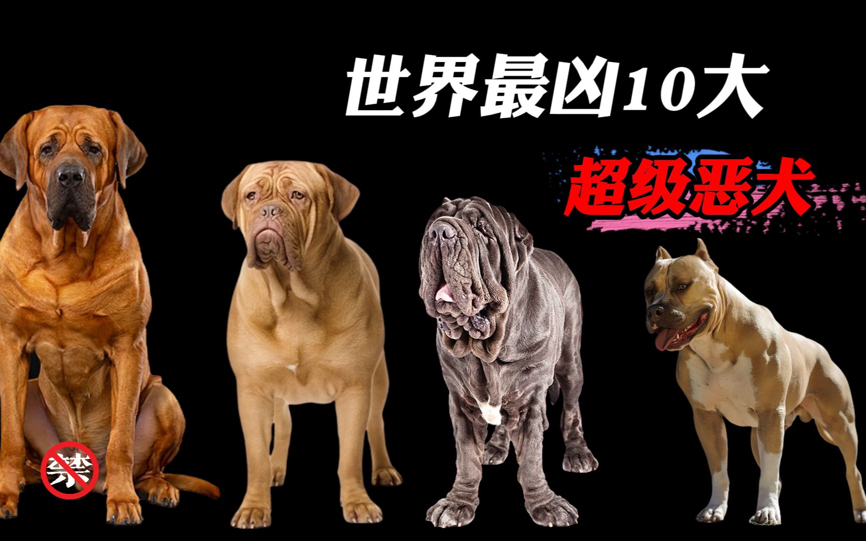世界最凶10大恶犬，比特犬都差远了，罗威纳就是小打小闹！