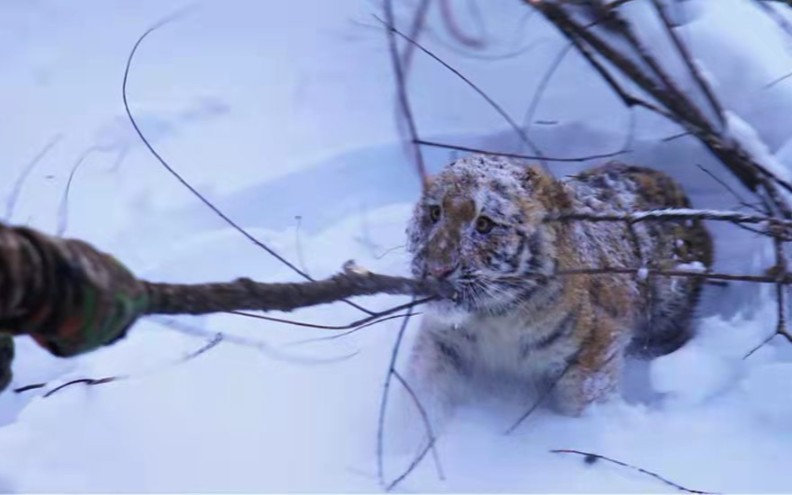 东北虎连载故事第3章：踏雪寻虎，第三只幼虎
