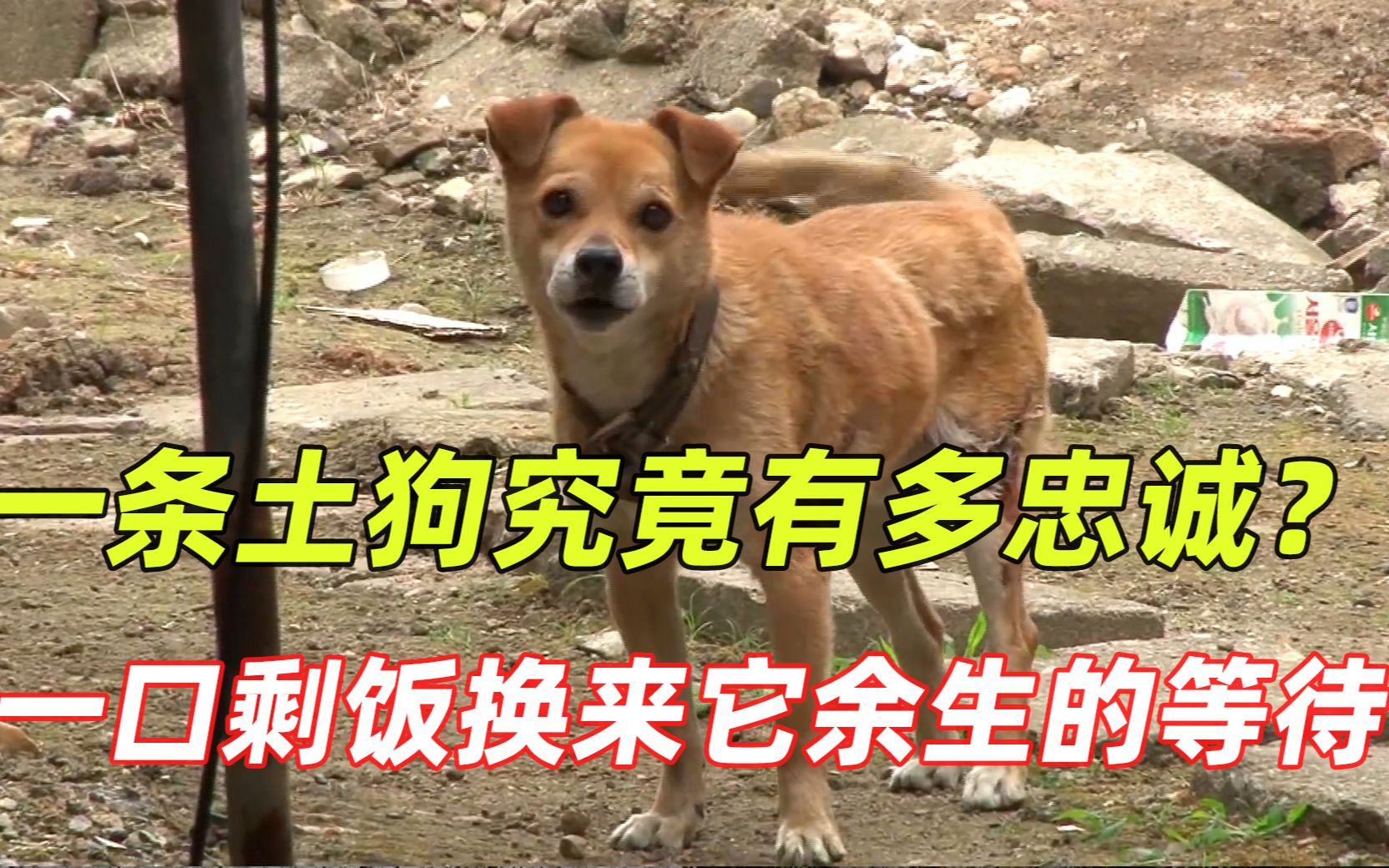 一条“土狗"究竟有多忠诚？看完我泪目了