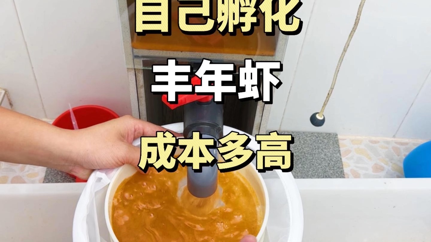 自己孵化丰年虾，成本难道还能比买成品的更高？