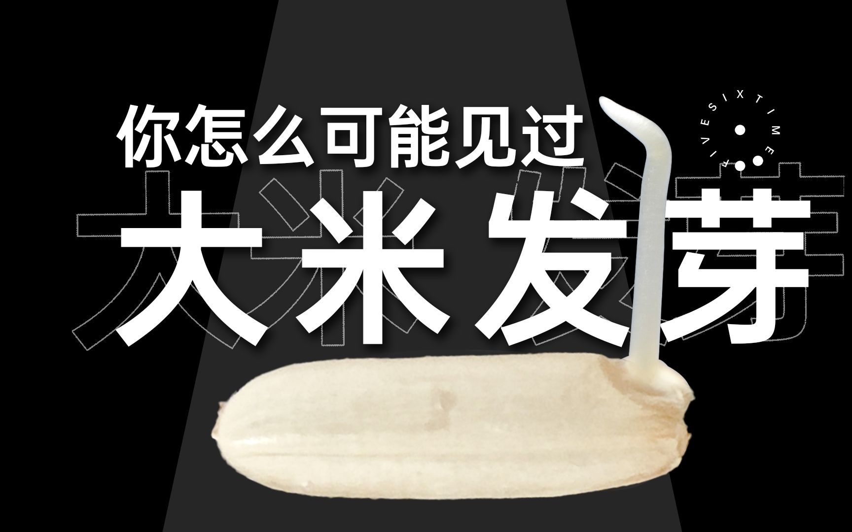 【时五六】白色的种子发芽，这就是你天天吃的大米，微观发芽过程！