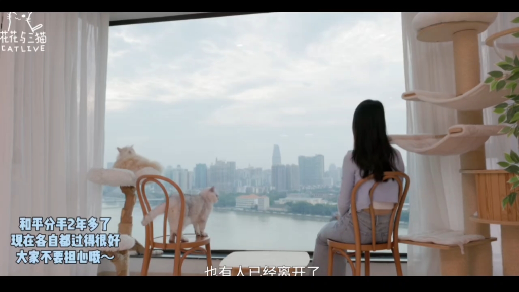 三猫和花花遗憾分手#花花与三猫