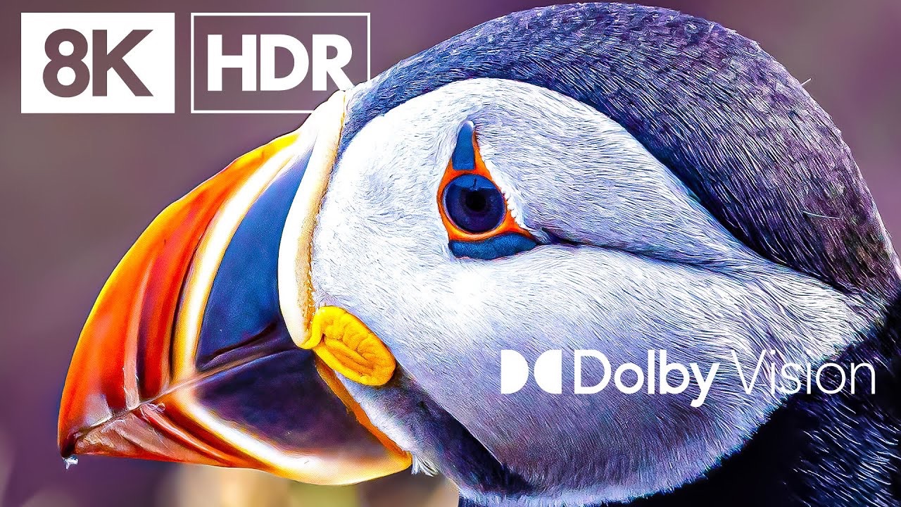 【4KHDR 真彩®】   杜比视觉™的「天堂鸟」