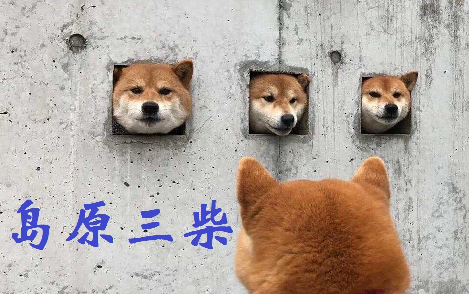 卡在洞里的岛原三柴犬，令日本人民臣服的萌宠