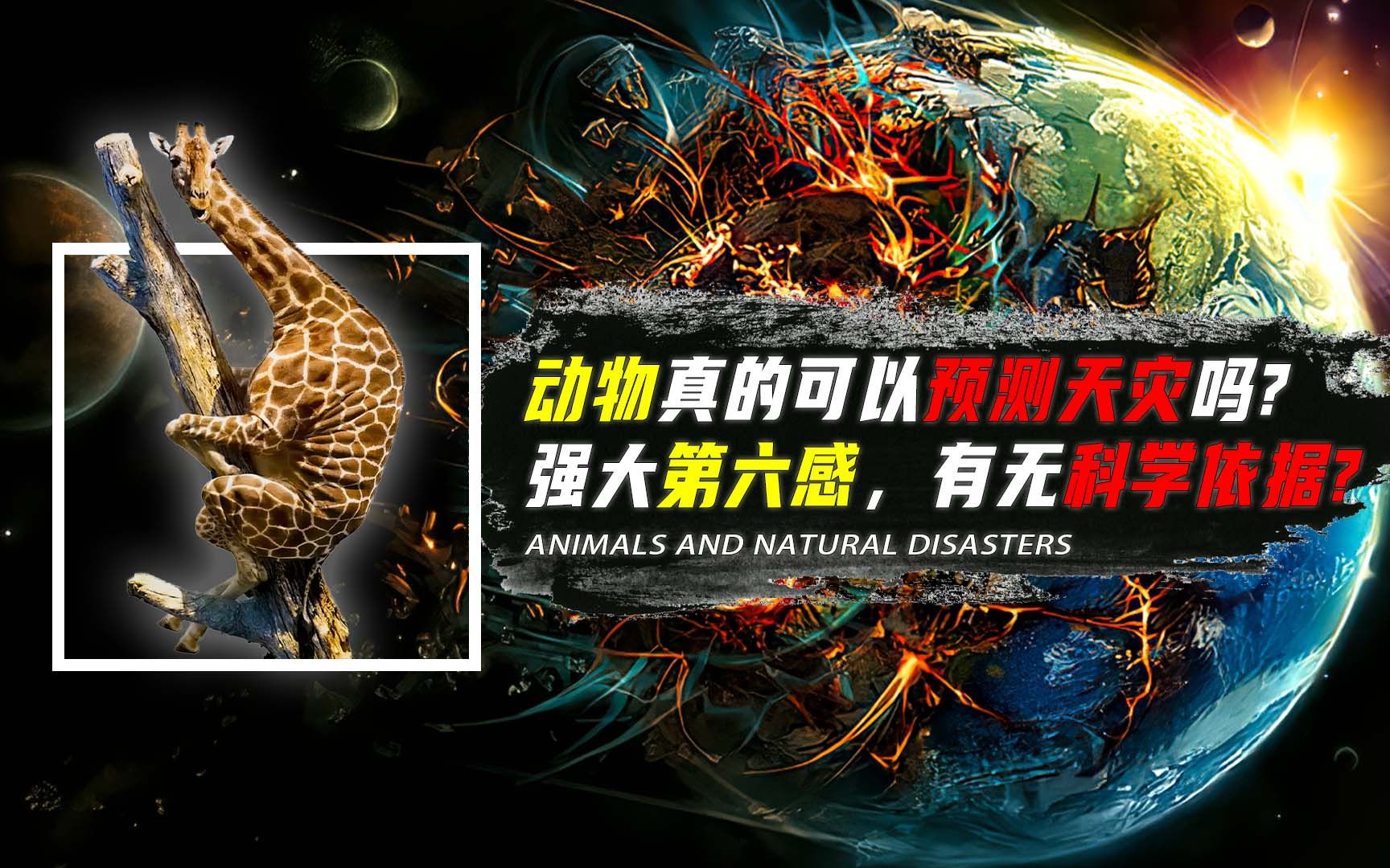 动物是如何预知天灾的？灾难前动物异常举动，真的有科学依据吗？