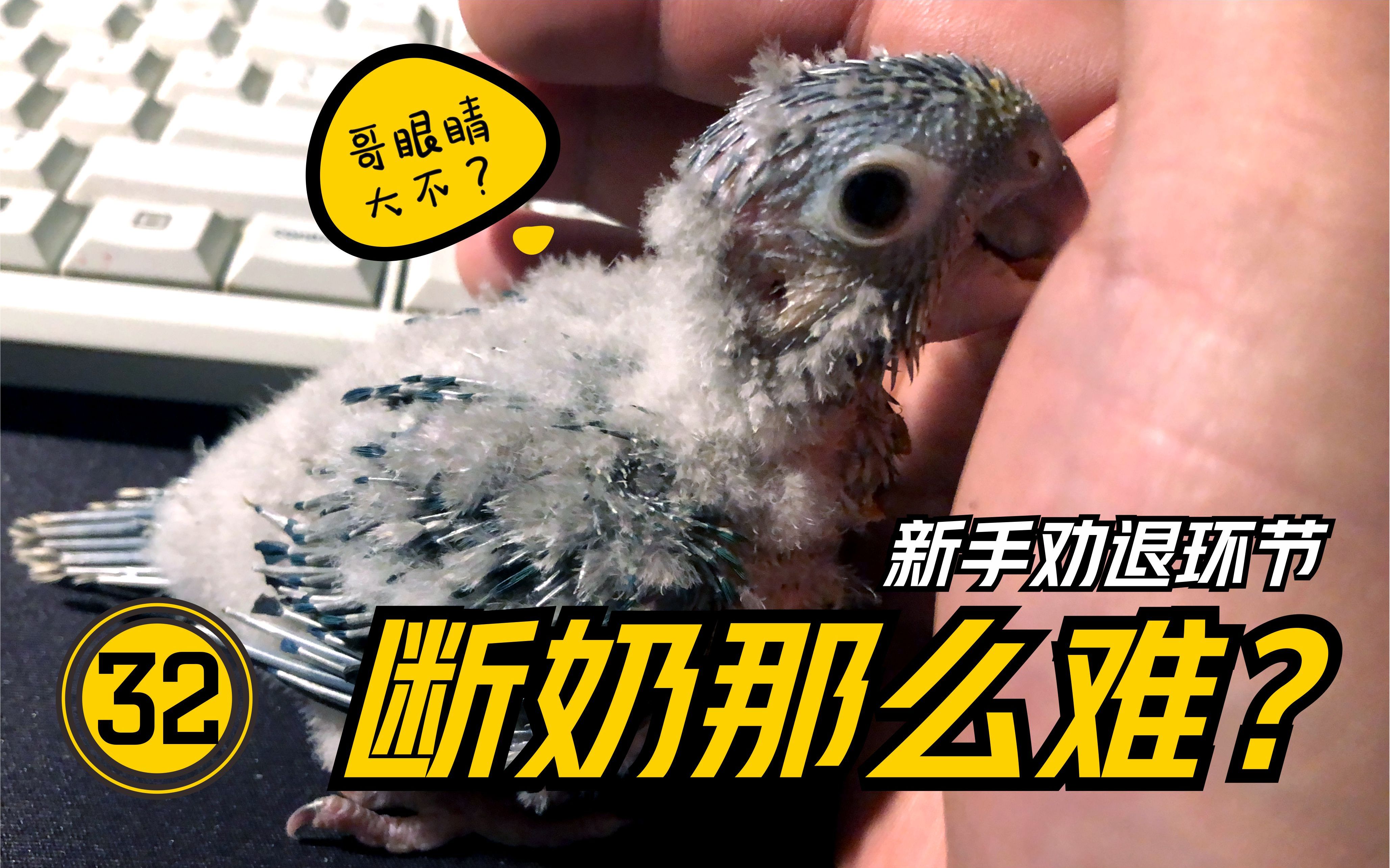 莫慌！奶鸡是这样炼成的~【#32】手养鹦鹉【断奶期】奶鸡必经之路~断奶期那点事儿~