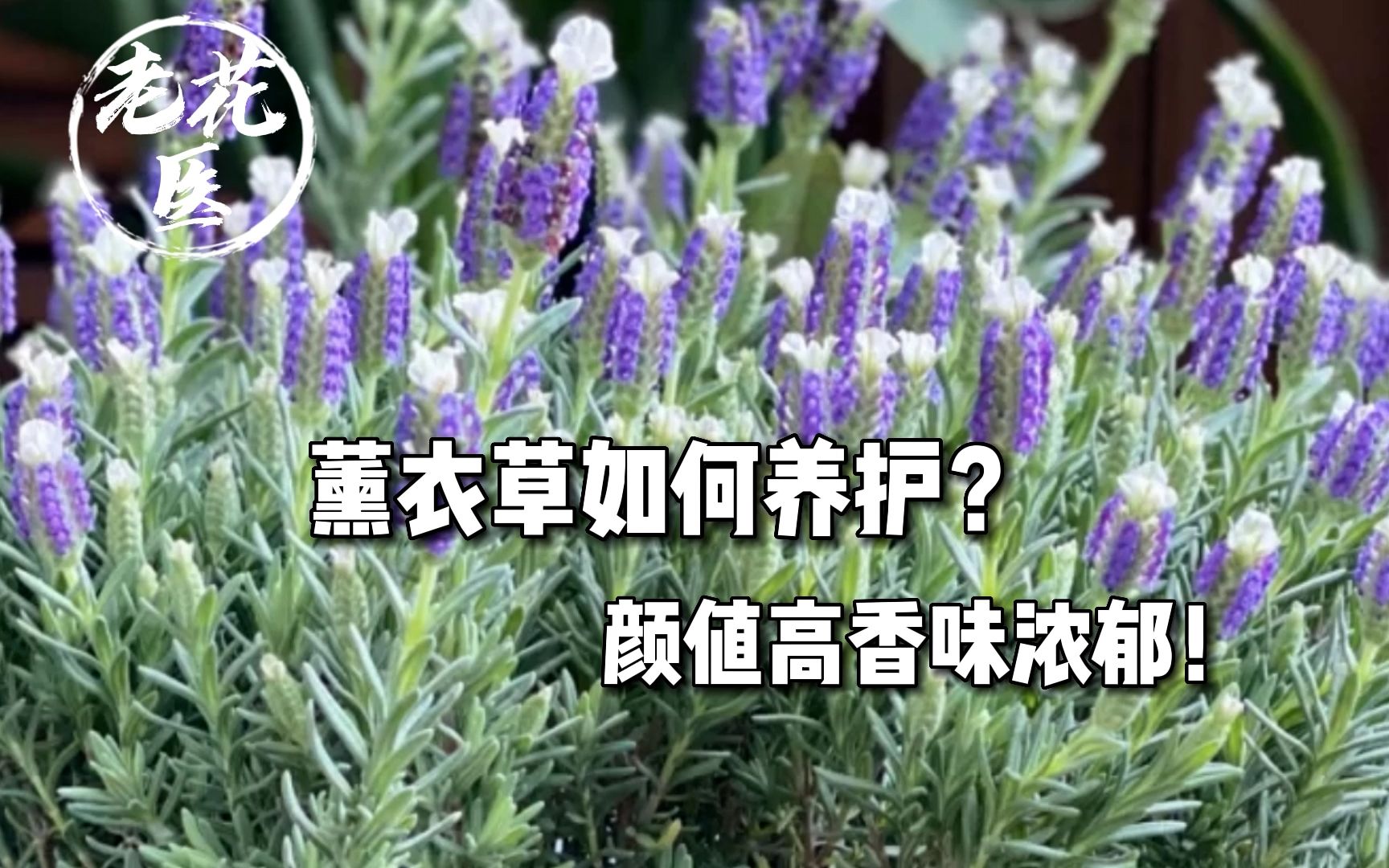 薰衣草如何养护？颜值高香味浓郁！