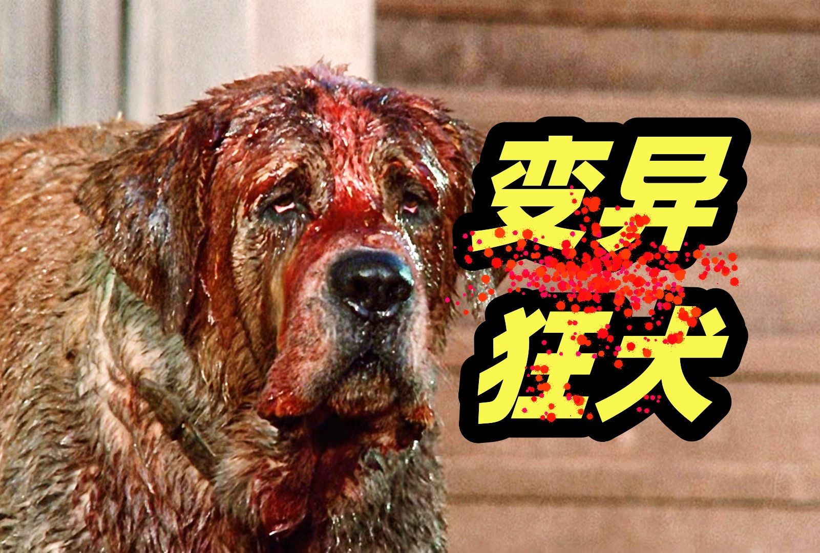 狗狗被蝙蝠咬伤，变成嗜血的杀人怪物，斯蒂芬金小说改编恐怖电影《狂犬惊魂》