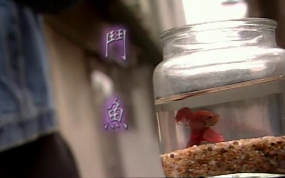 罗志祥|麻辣鲜师