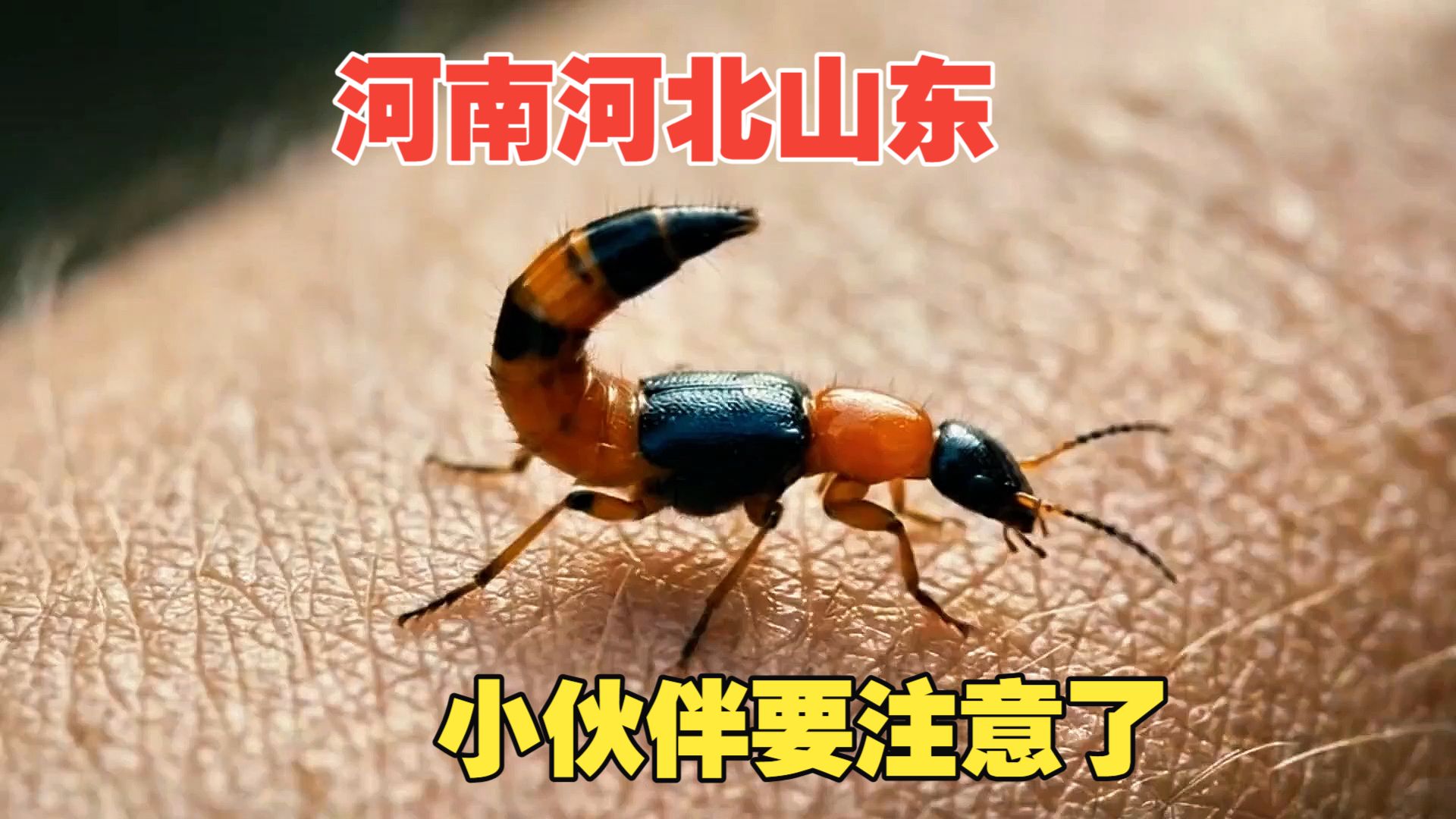 河南河北天津还有山东的小伙伴注意了，这虫子真狠