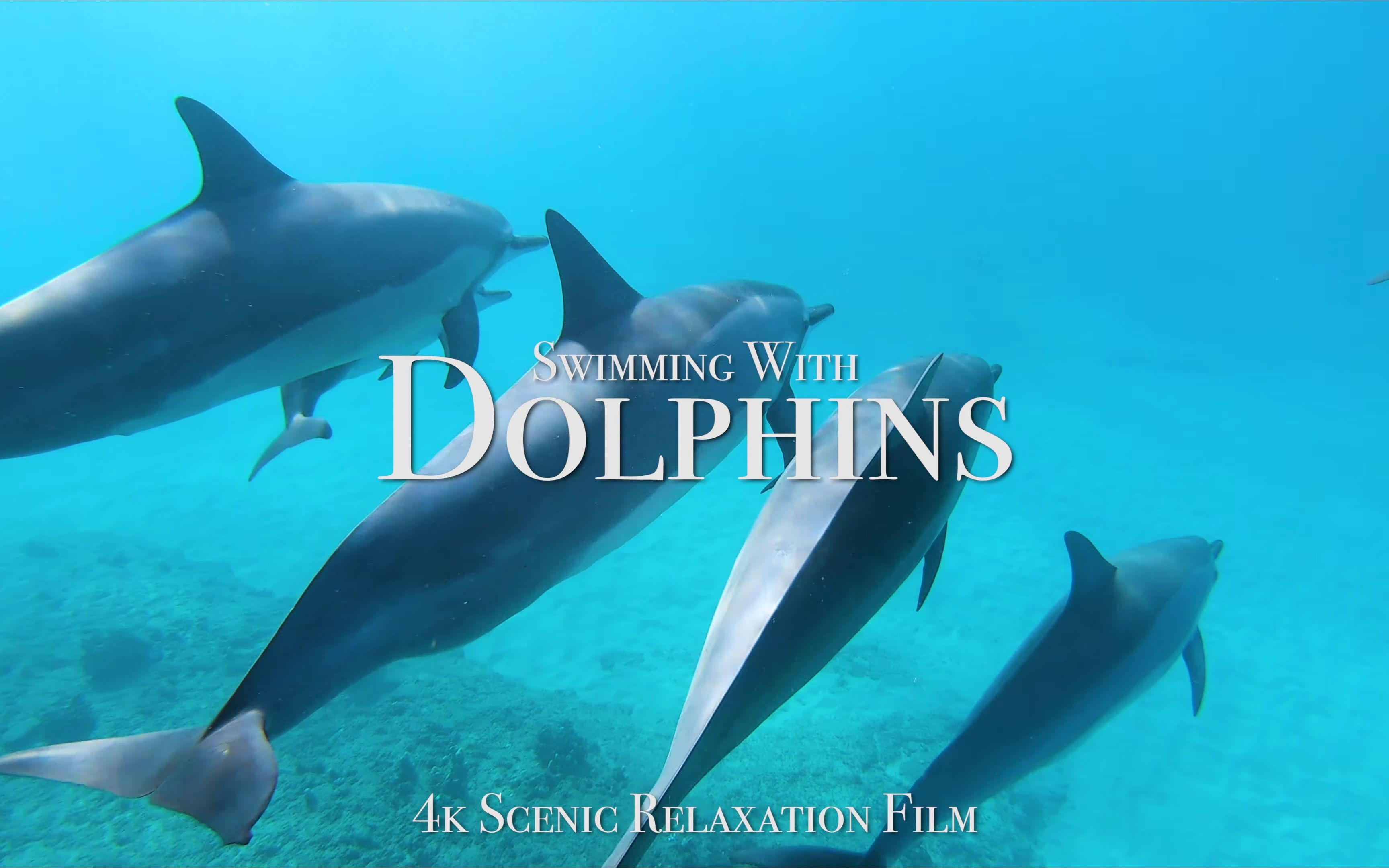【云旅游】4K - 和海豚一起游泳自然地理纪录片