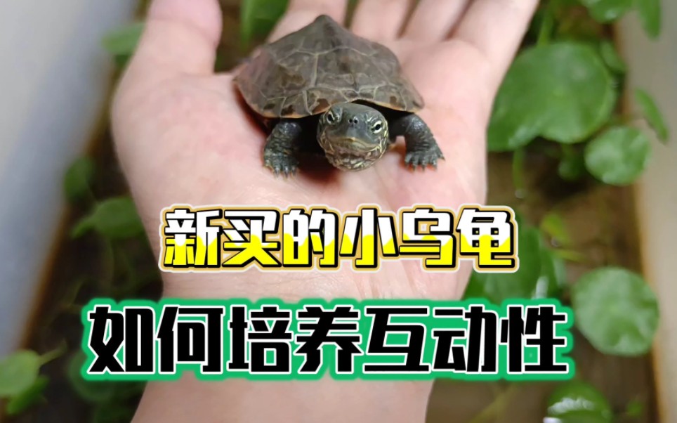 新买的小乌龟如何培养互动性，四年养龟经验总结一个方法，简单却有效