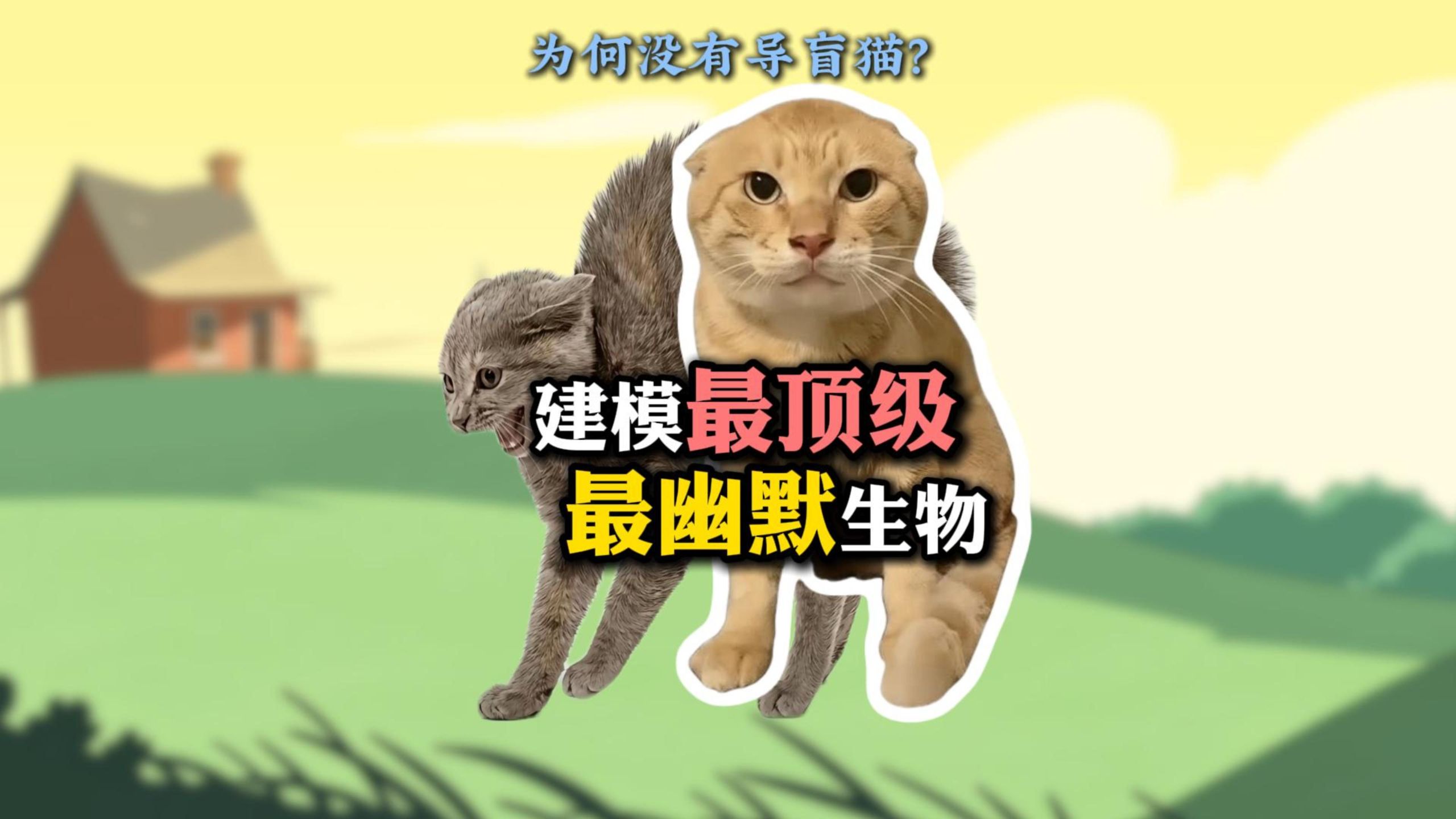 顶级建模的最幽默生物之为何没有到盲猫