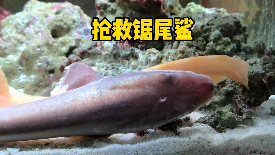 抢救锯尾鲨，多希望它能活下来
