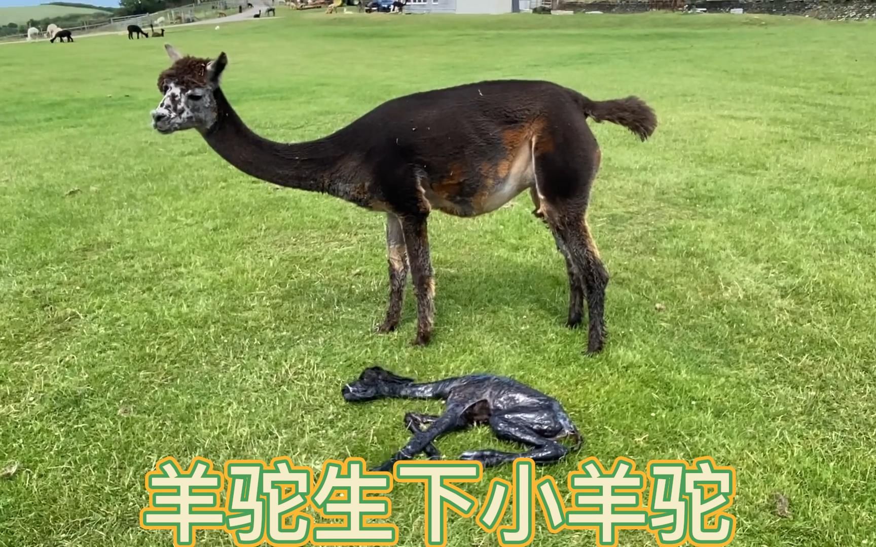 羊驼妈妈生下小羊驼，原来小羊驼刚出生长这样