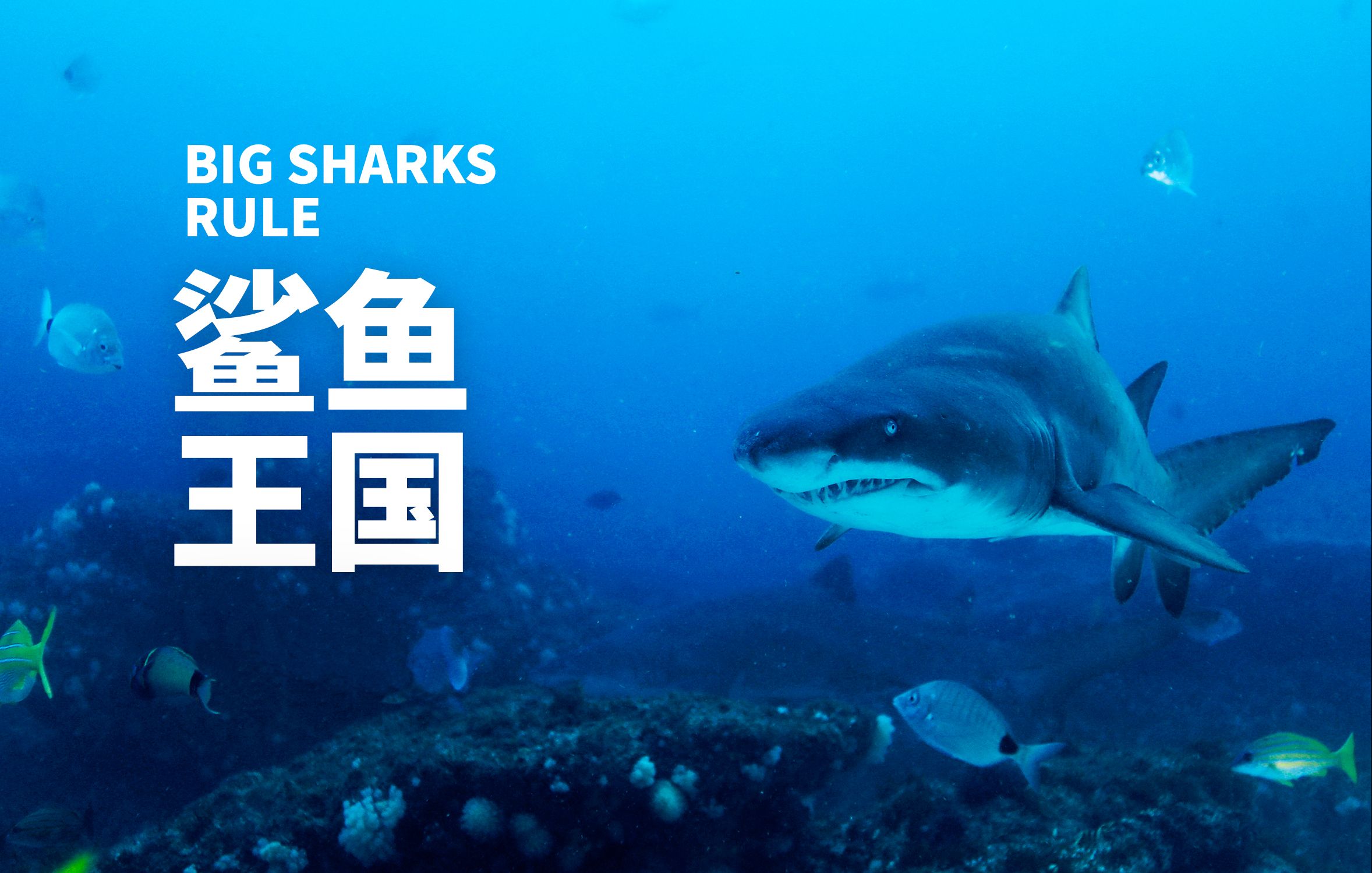 【国语】最凶残的海洋霸主-鲨鱼国-Big Sharks Rule-国家地理纪录片
