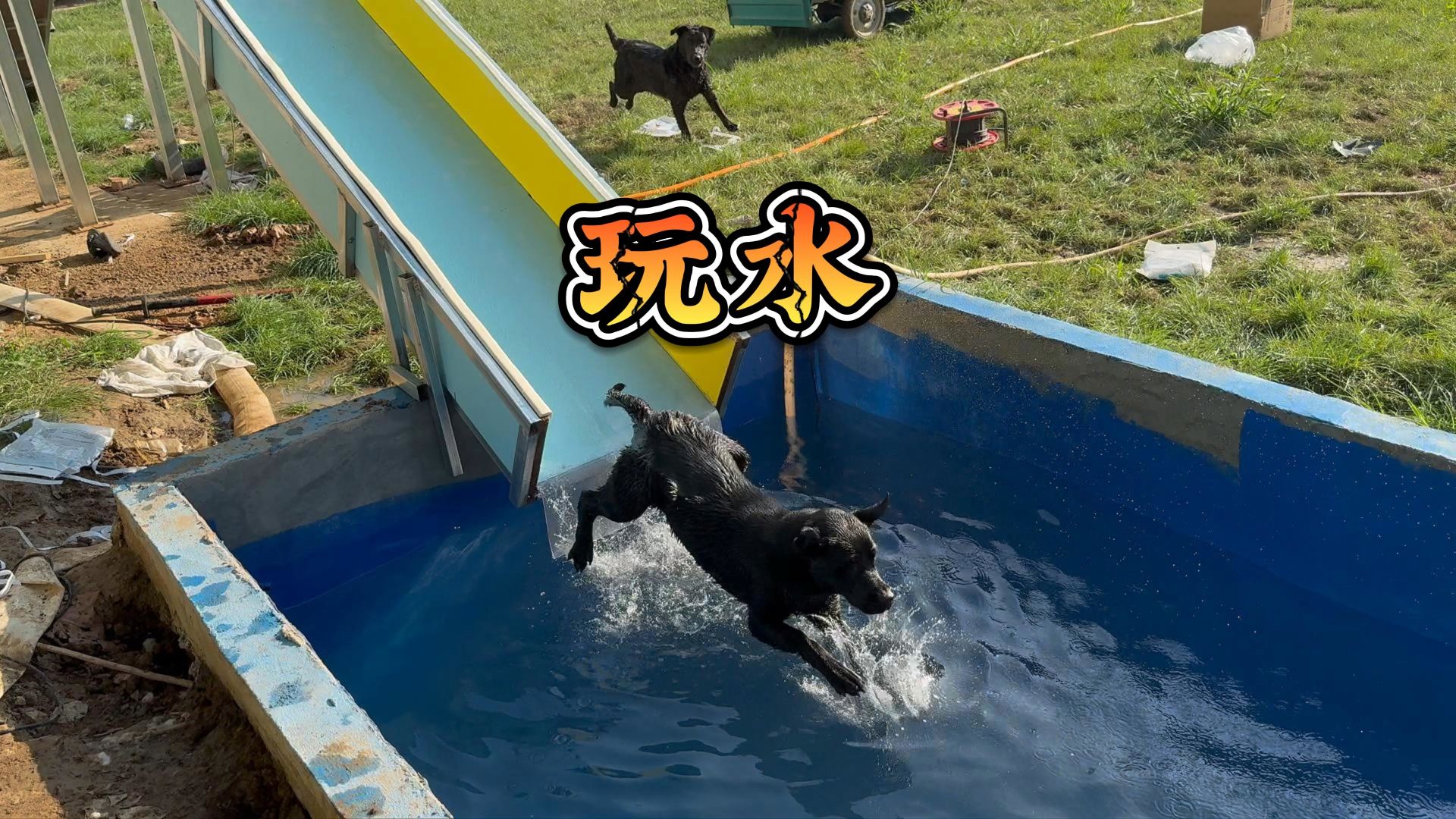建一个狗狗专属滑道升级版！