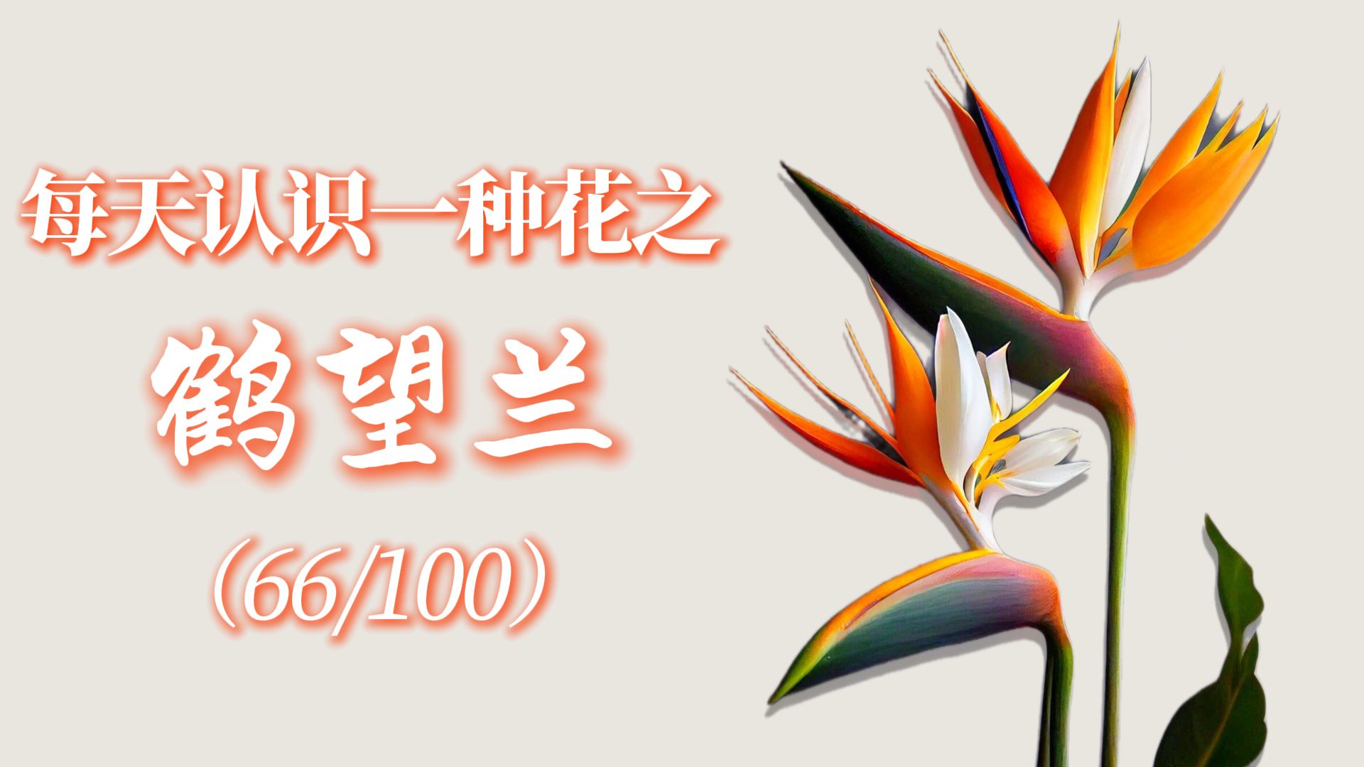 “鹤望兰的花语是自由的羁绊与永恒的守望。”