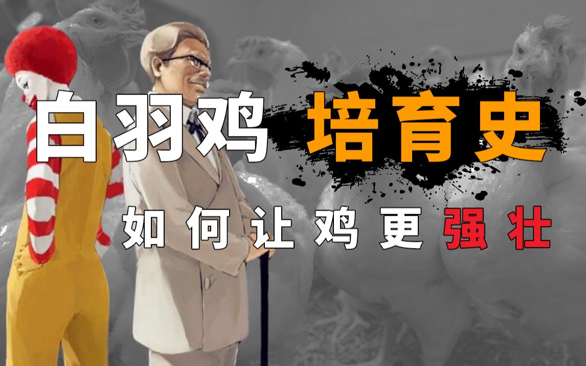 【科普】哪来这么多鸡？|45天的速生鸡经历了什么？|白羽鸡培育史