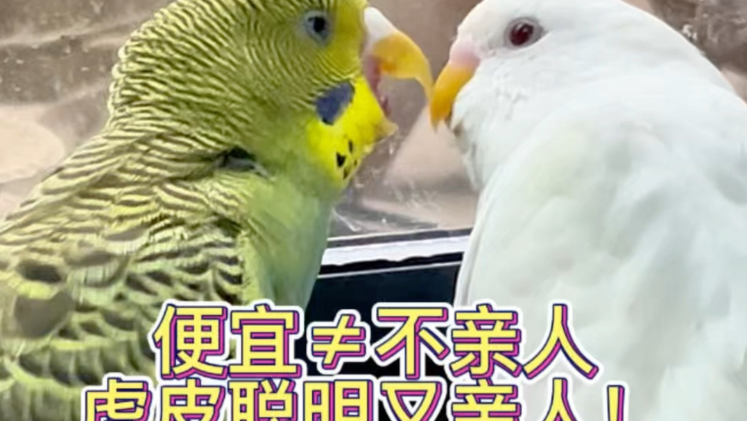 别嫌虎皮便宜！粘人又会说话，智商超在线！