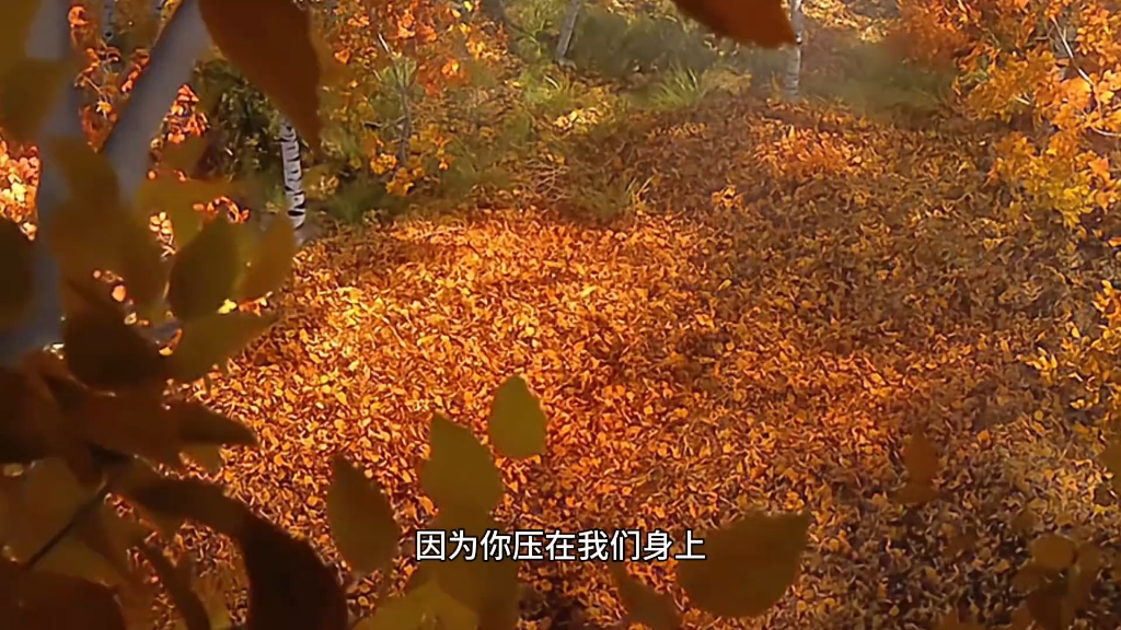 国产动画片《妈妈咪鸭》