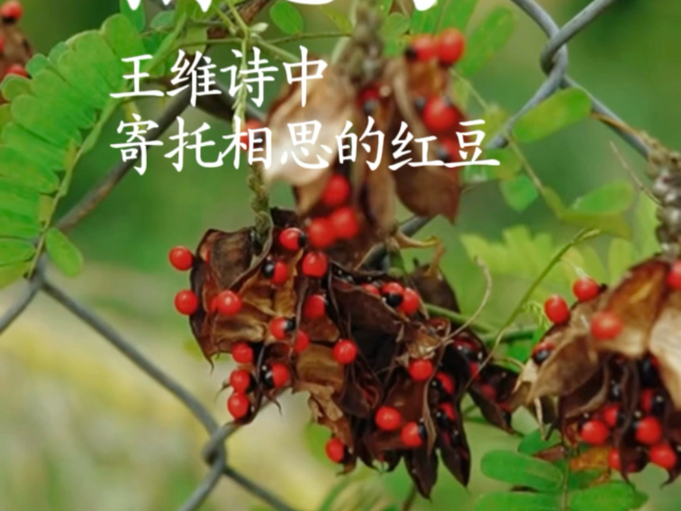 王维笔下寄托相思的红豆，一种是海红豆，一种是相思子，你觉得哪种最有可能？#植物科普 #相思红豆 #王维的相思 #相思子#鸡母珠