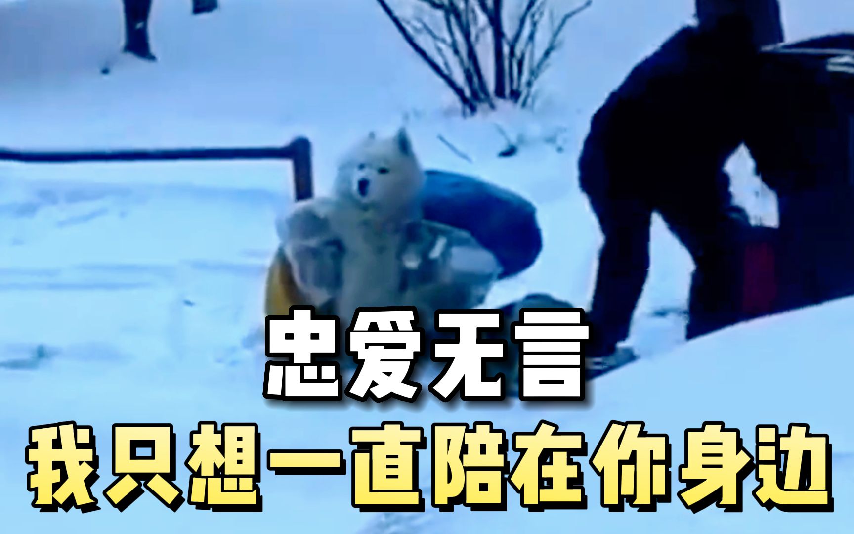 忠爱无言，让我陪在你身边