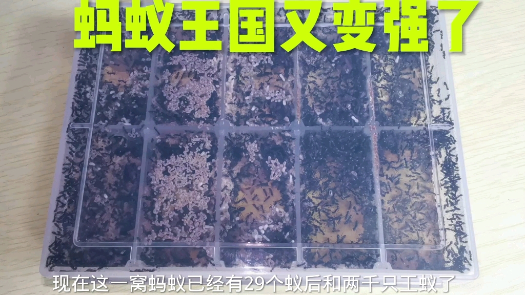 蚂蚁王国新增13个蚁后，迎来了一次人口大爆发，战斗力又变强了