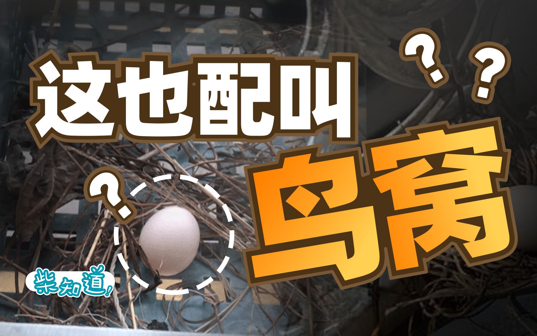 搭几根树枝就下蛋~你这鸟巢怎么这么敷衍？【柴知道】