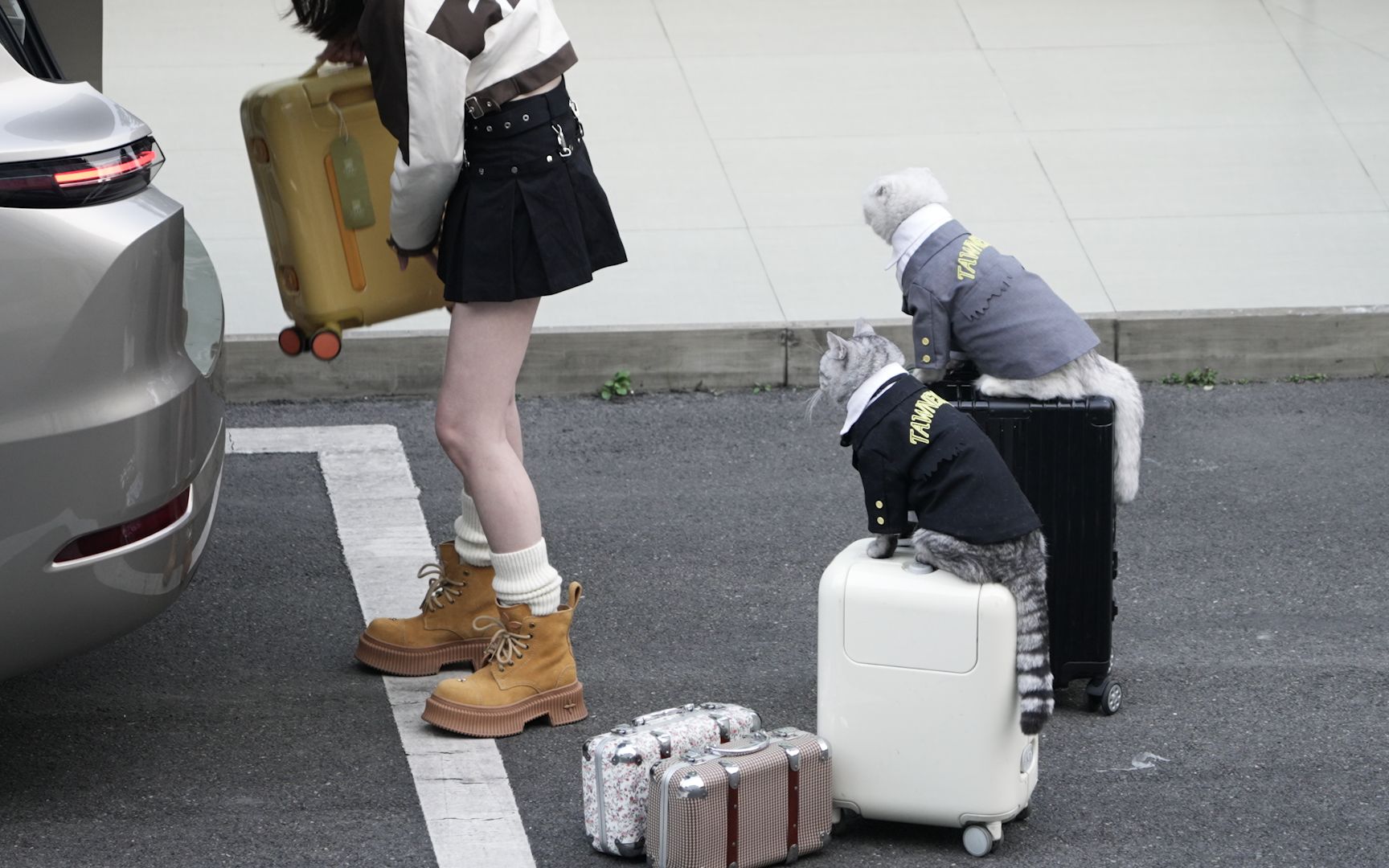 抓猫女：你的晚安我来不及参与，你的早安有我的问候