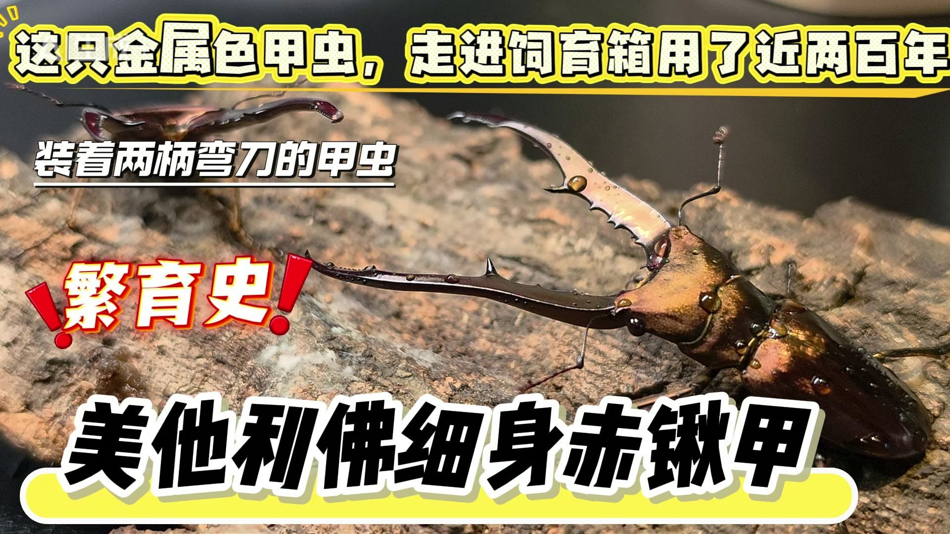 【昆研虫社】一只来自印度尼西亚的甲虫，如何风靡世界？