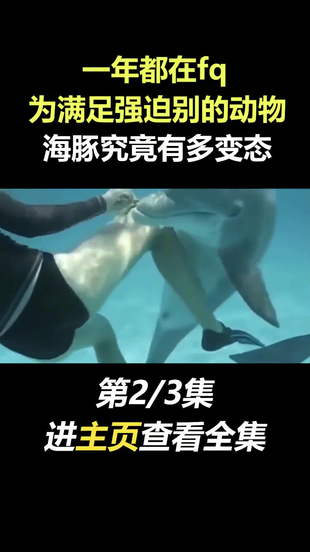 “水中泰迪”海豚，发情不分时间物种？竟连人类都惨遭毒手 #海洋生物 #海豚 #奇葩 #繁衍后代 #海豚的故事