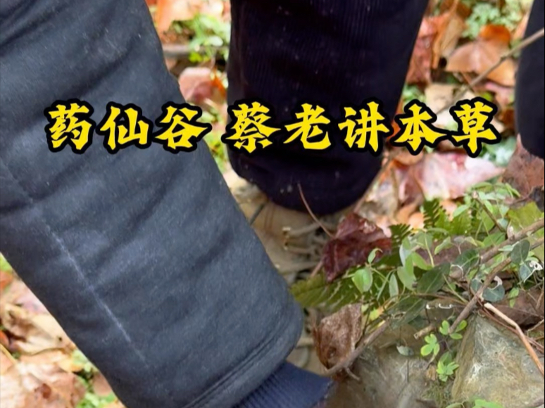 蔡师讲白毛夏枯草 夏天无