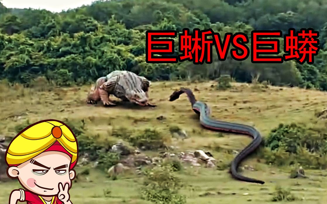 【唐唐】巨蜥VS巨蟒 最新怪兽猛片登场 爆笑吐槽