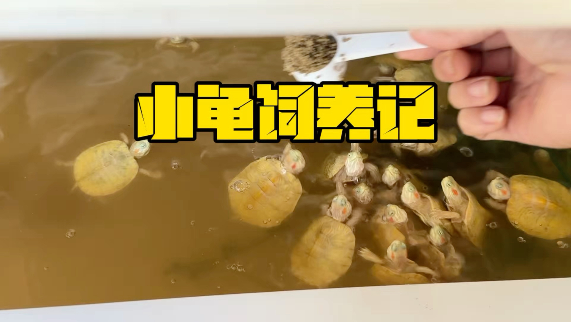 小乌龟这么饲养想不把它养好都难…