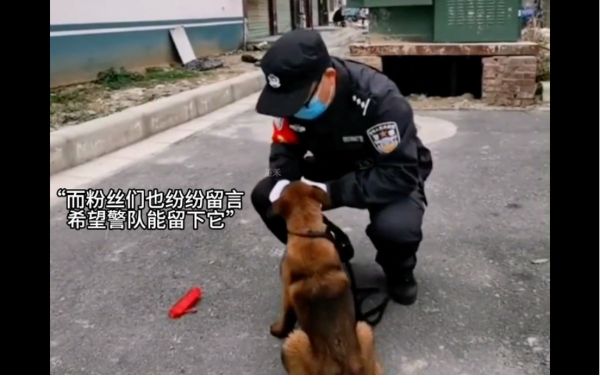 一只小流浪凭一己之力彻底打入警队内部，并成功逆袭成为警犬。#警犬巴万 #警犬 #狗狗故事