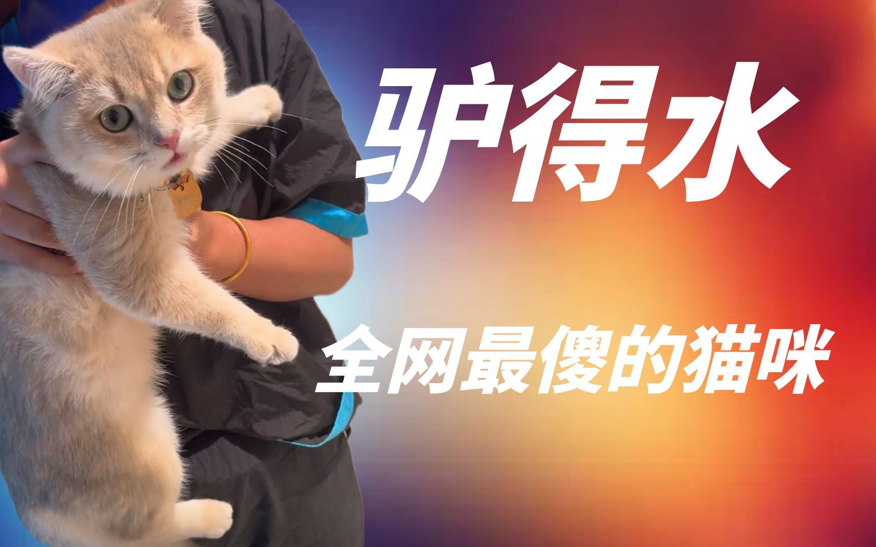 驴得水：全网最傻的猫咪，因脑袋遇水就失灵，而被官方评为智障猫