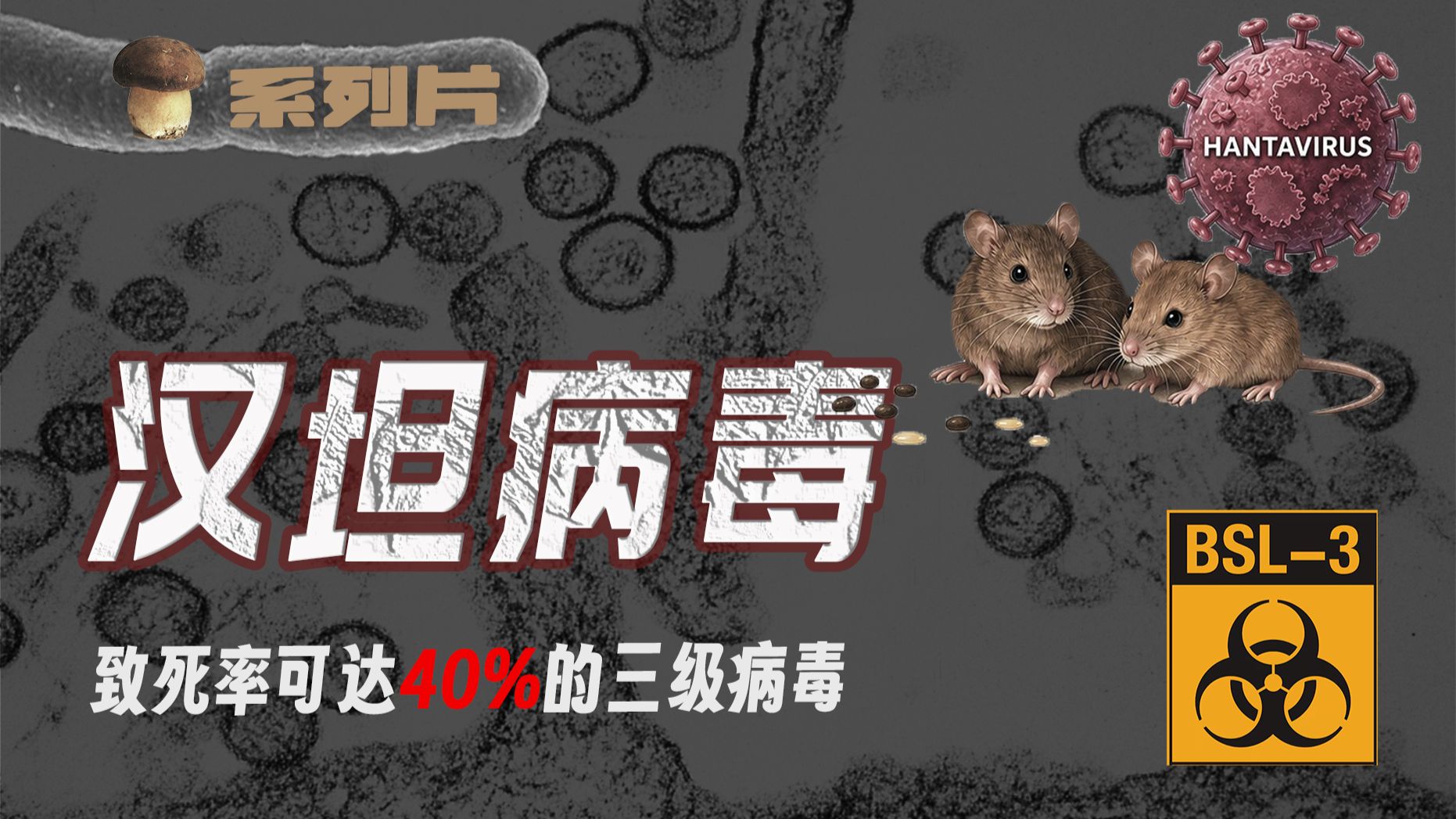 【传染病系列27】血疫：关于汉坦病毒，你需要了解这些