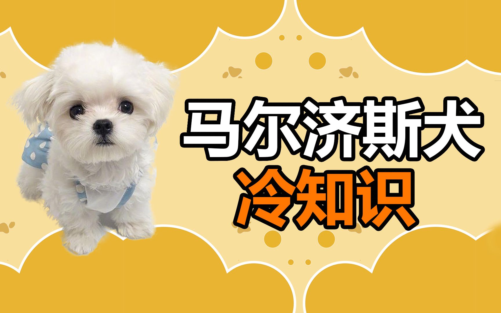 宠物冷知识：活力满满的马尔济斯犬，谁会不喜欢呢？