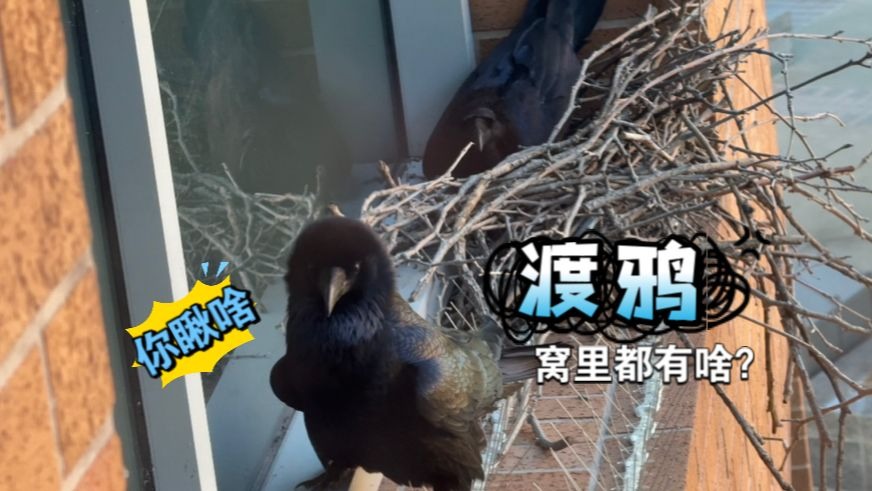 【渡鸦育雏01】奥运鸟巢的原型：鸦科大佬的巢有多潦草？