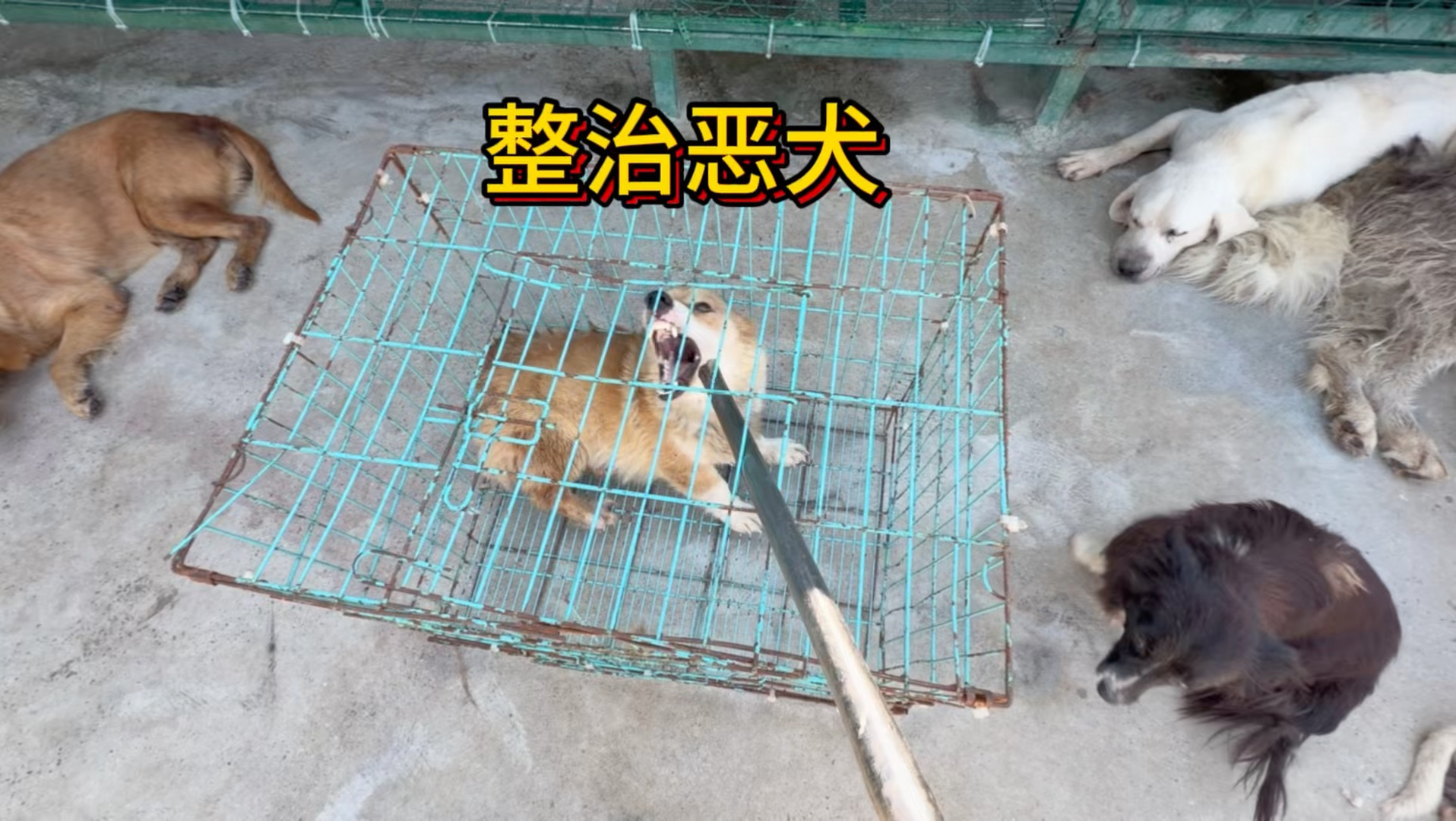 粉丝送来一只咬人又护食的柯基，万万没想到来了我这一切都好了。