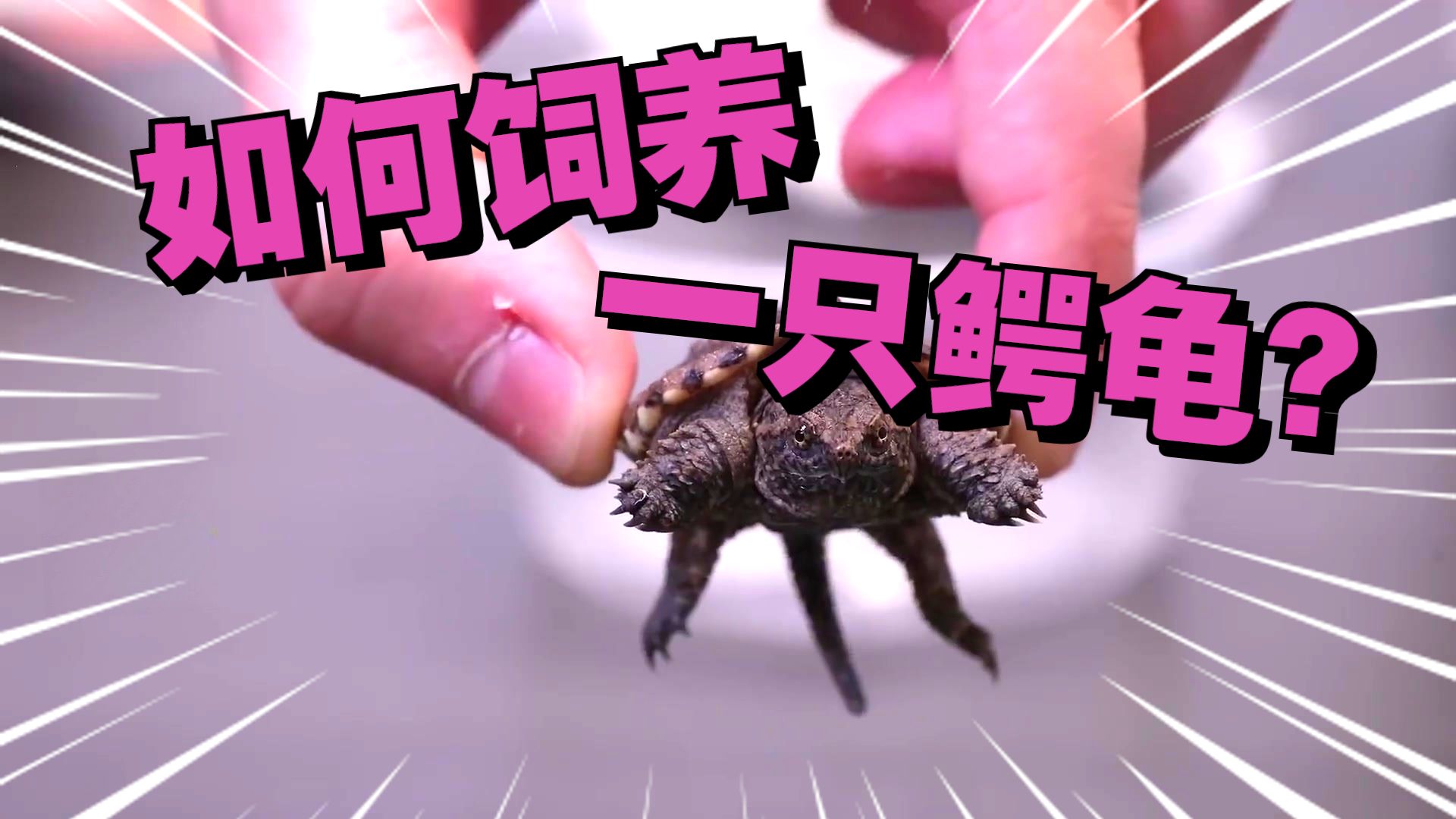 饲养世界上最危险的乌龟之一“小鳄龟”