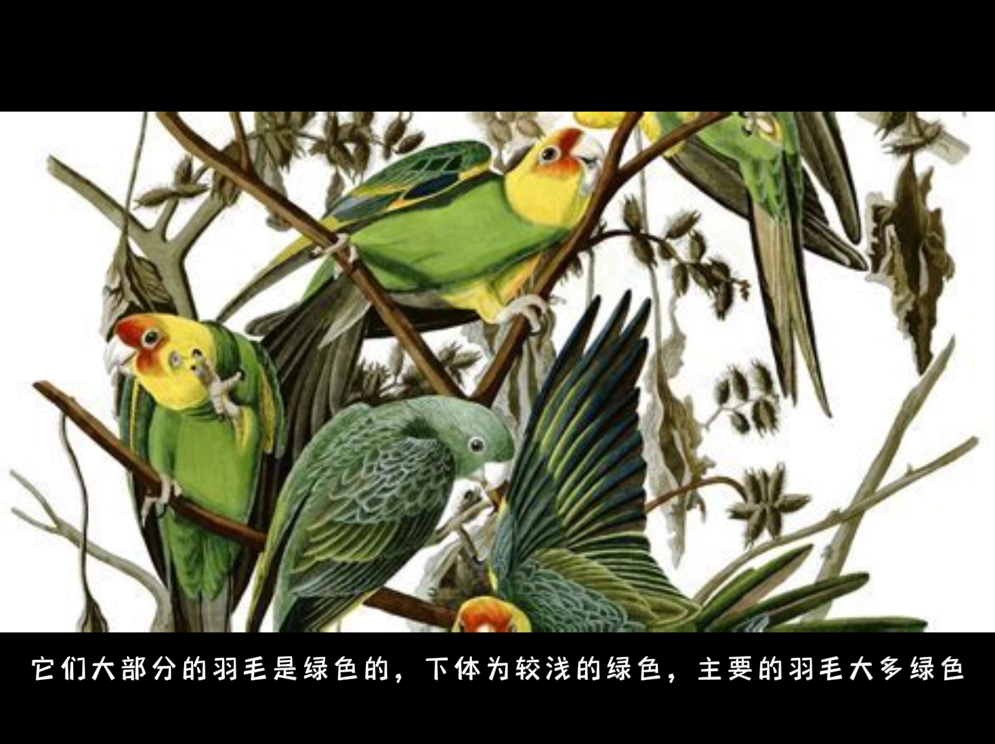 灭绝动物故事17  卡罗莱纳长尾鹦鹉